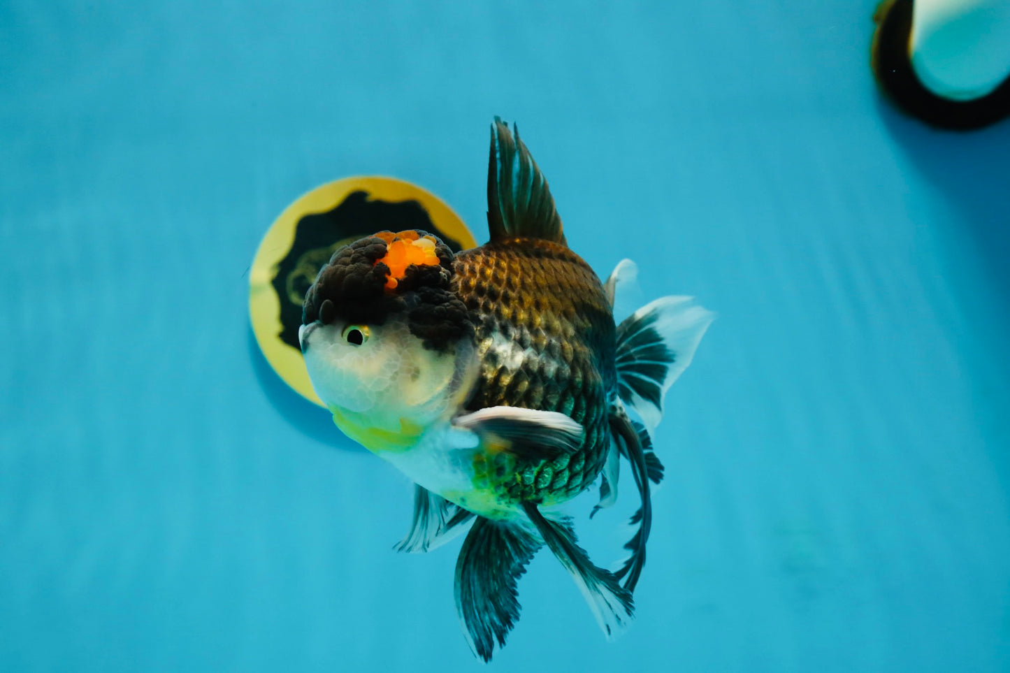 A Grade Tricolor Oranda Male 5.5 inches #120624OR_06