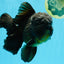 GODZILLA AAA Grade Black Oranda Male 6.5 inches #022026OR_04