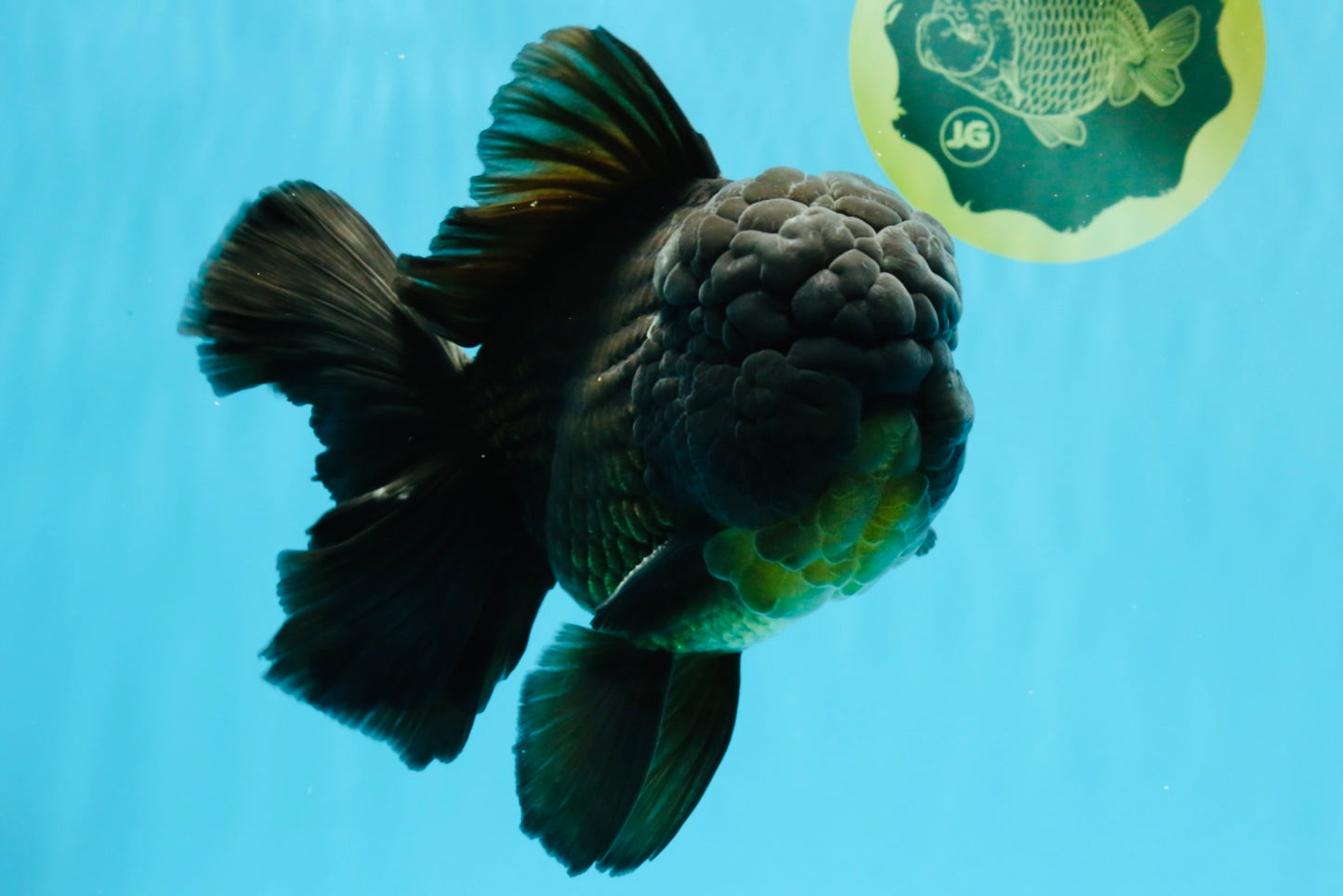 GODZILLA AAA Grade Black Oranda Male 6.5 inches #022026OR_04