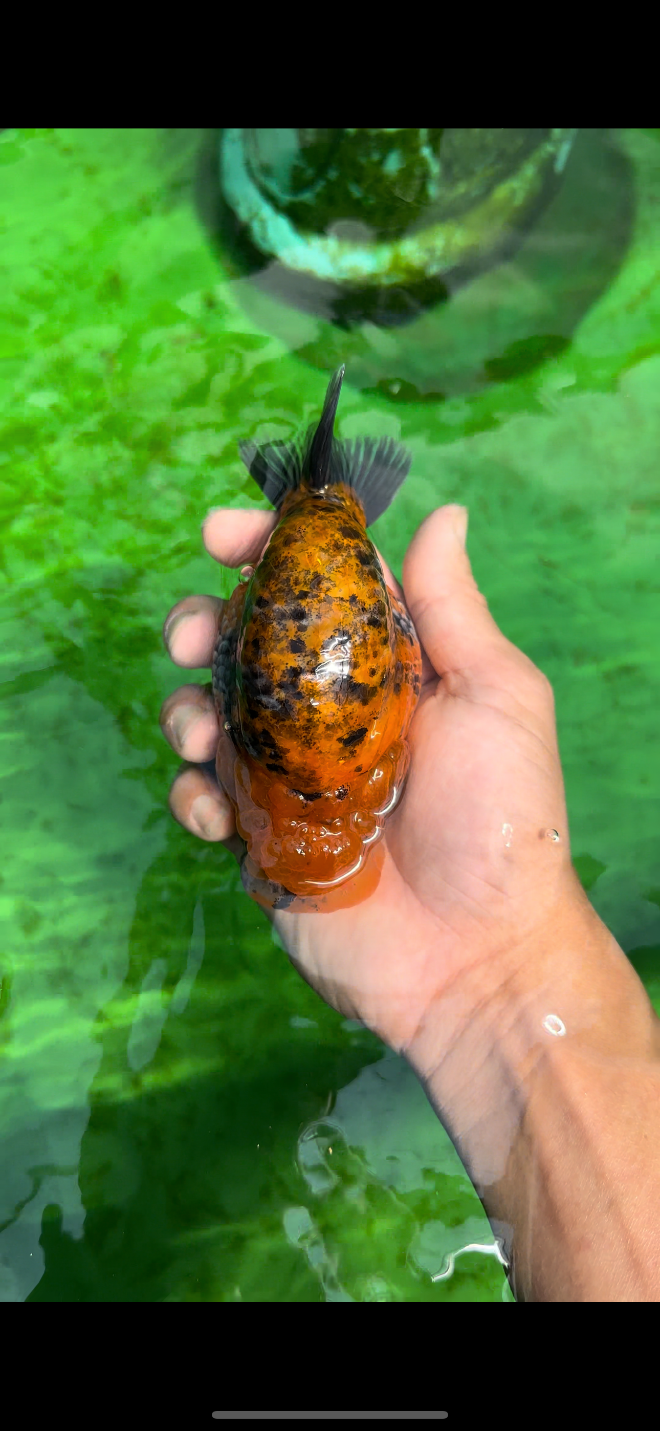 Ranchu Calico Tiger de qualité AAA à dossier haut, 4,5 à 5 pouces #0517RC_14