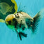 AAA Grade White Marble Oranda Male 5.5 inches #070626OR_23