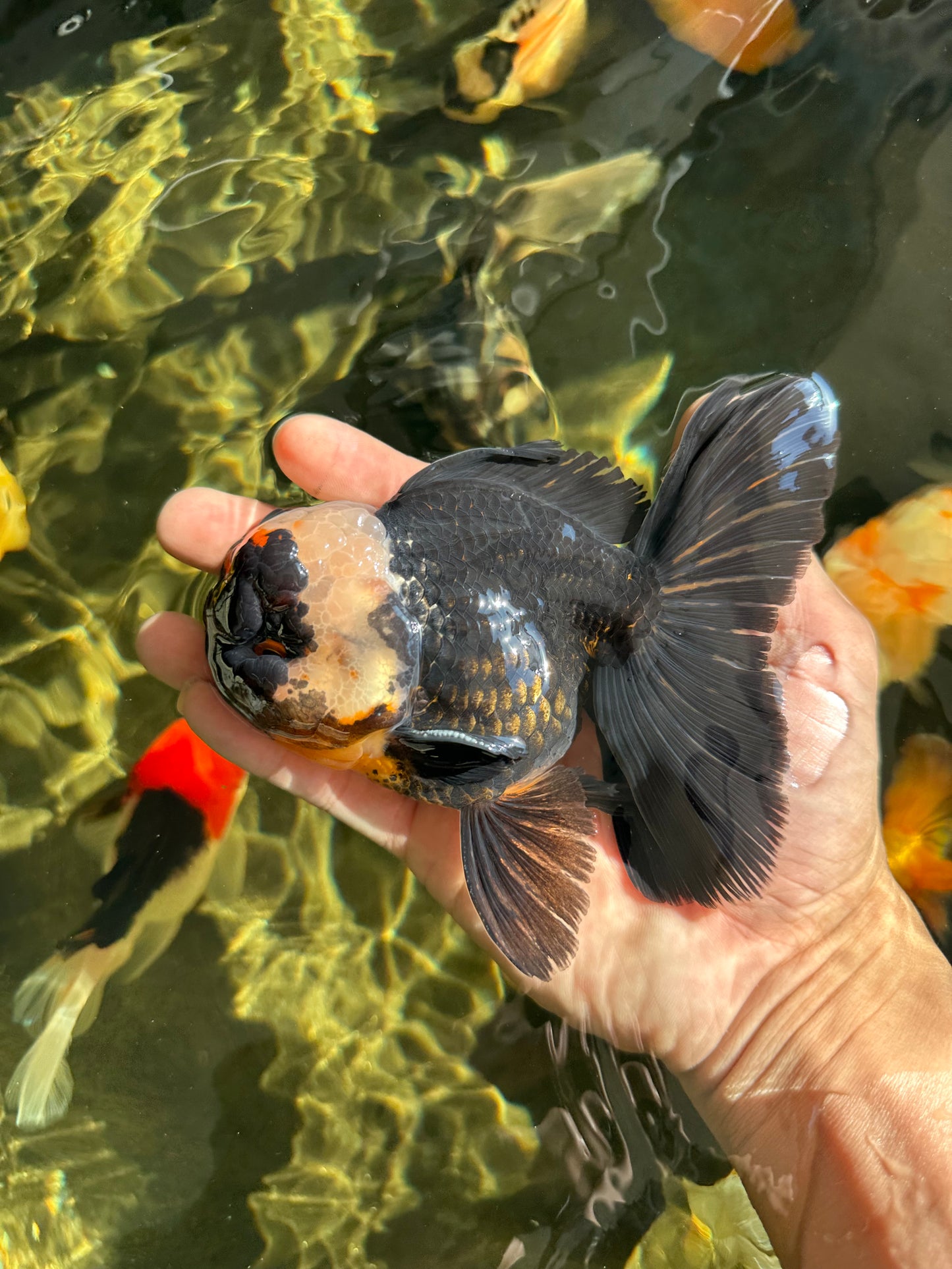 AAA Grade Tricolor Oranda Male 5 inches #050925OR_39