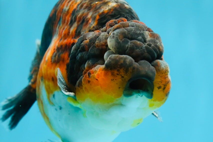 AAA Grade Kirin Tiger LionKing 5 inches #050925LC_04