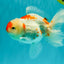 A Grade Red White Oranda Female 5.5 inches #061926OR_15