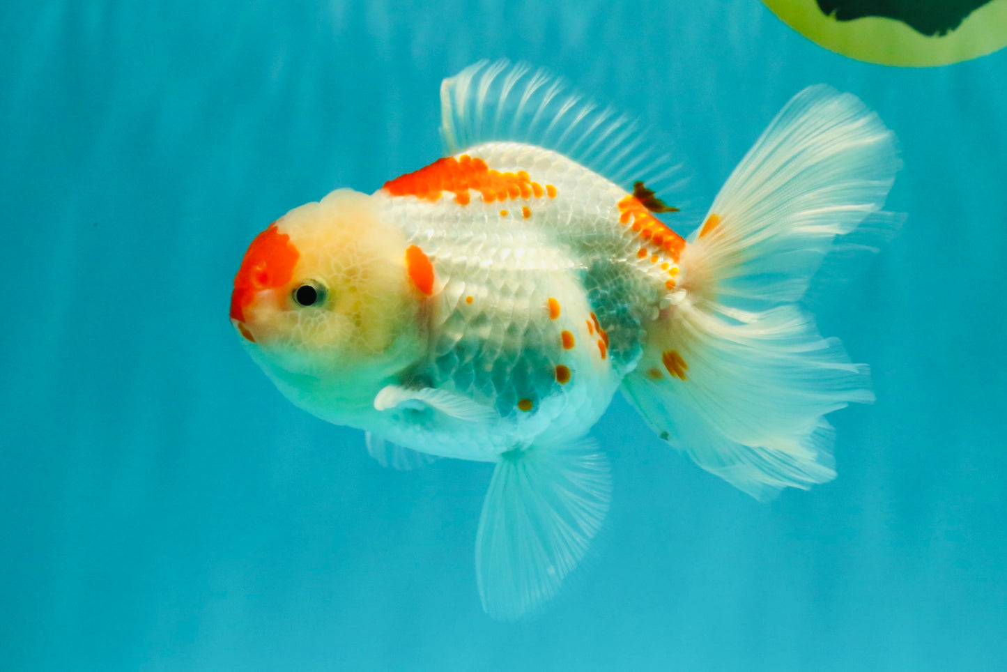 A Grade Red White Oranda Female 5.5 inches #061926OR_15