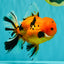CHUNKY AAA Grade Tiger Oranda Male 6.5 inches #071726OR_27
