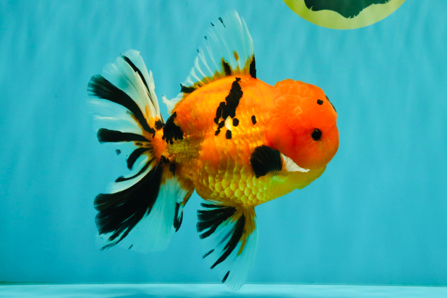 CHUNKY AAA Grade Tiger Oranda Male 6.5 inches #071726OR_27