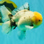 A Grade Marble Oranda Male 6 inches #062626OR_33