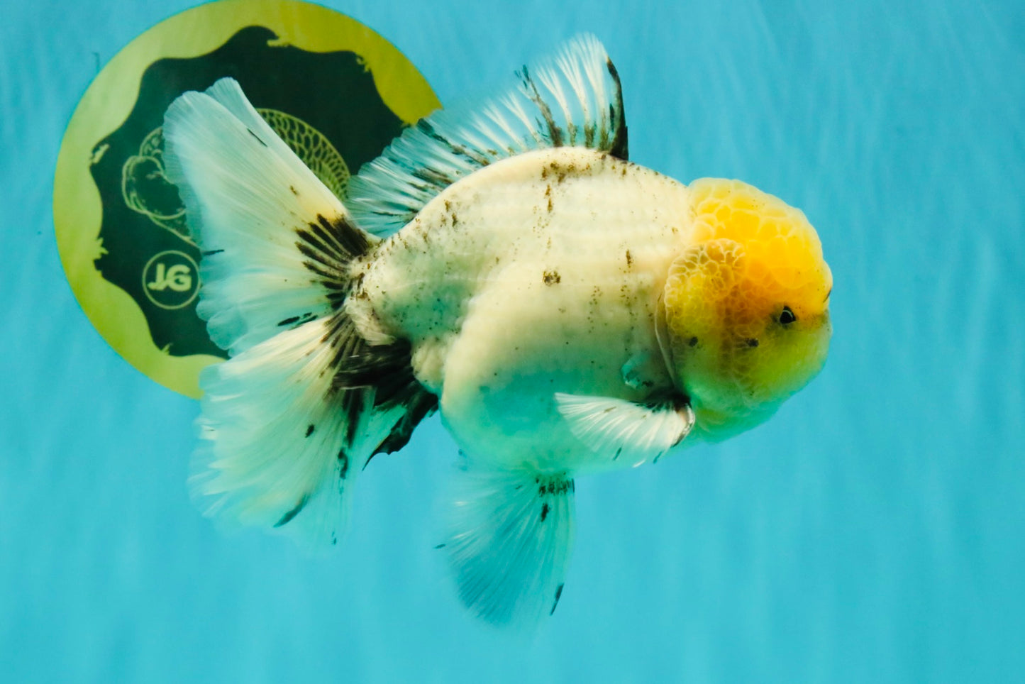 A Grade Marble Oranda Male 6 inches #062626OR_33