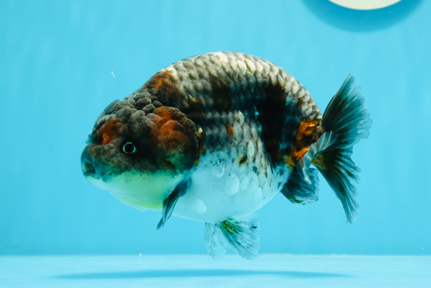 Femelle Ranchu Kirin Blue Base de qualité AAA 5,5 pouces #0503RC_31