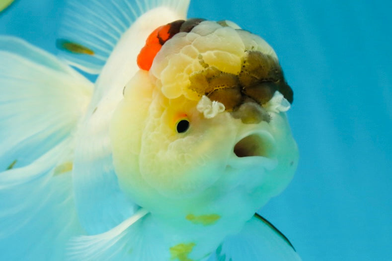 A Grade Unique Tricolor Oranda Female 6 inches #050225OR_03