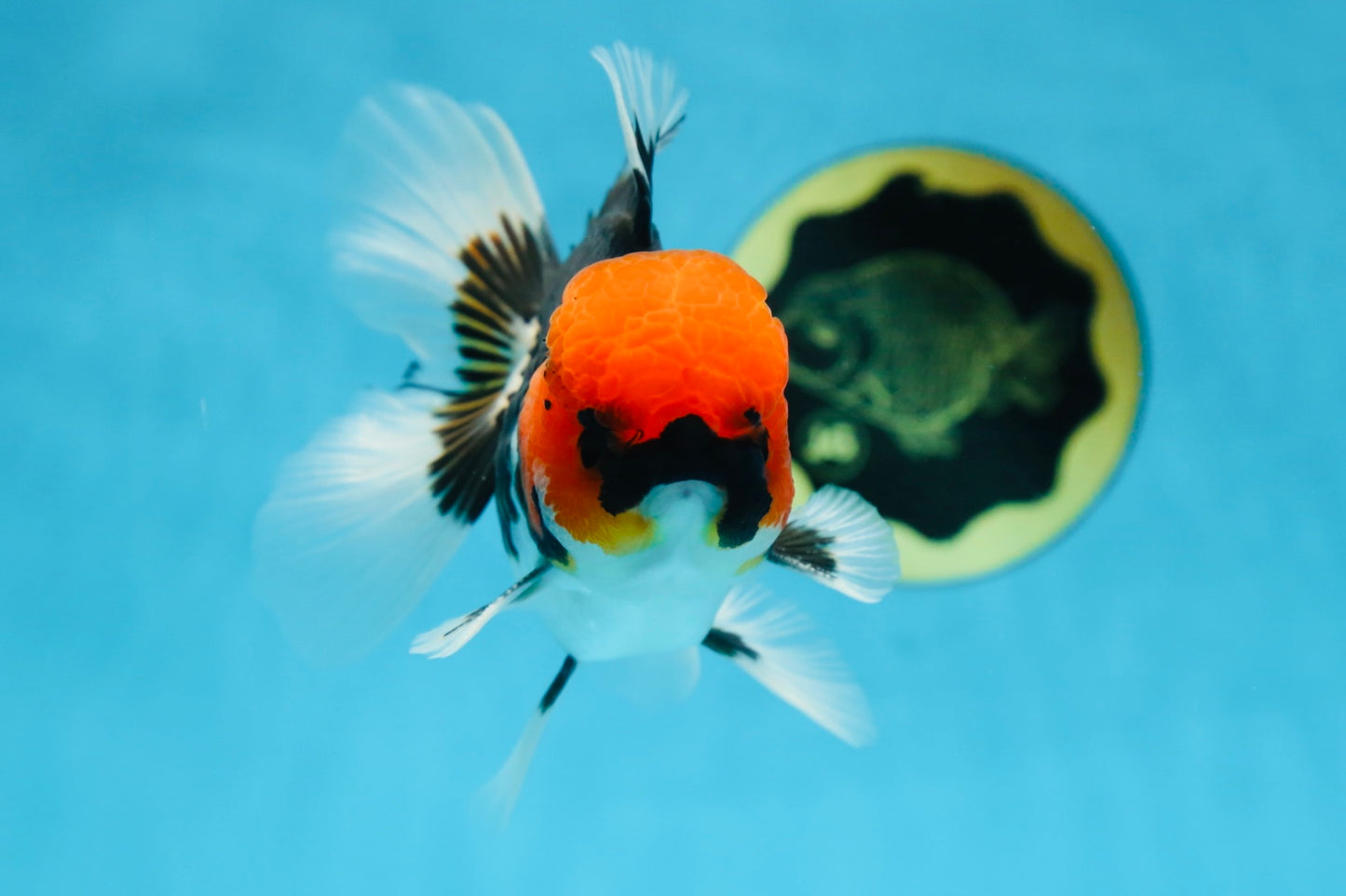 AAA Grade Tricolor Button Eyes Oranda Male 5 inches #080825OR_04