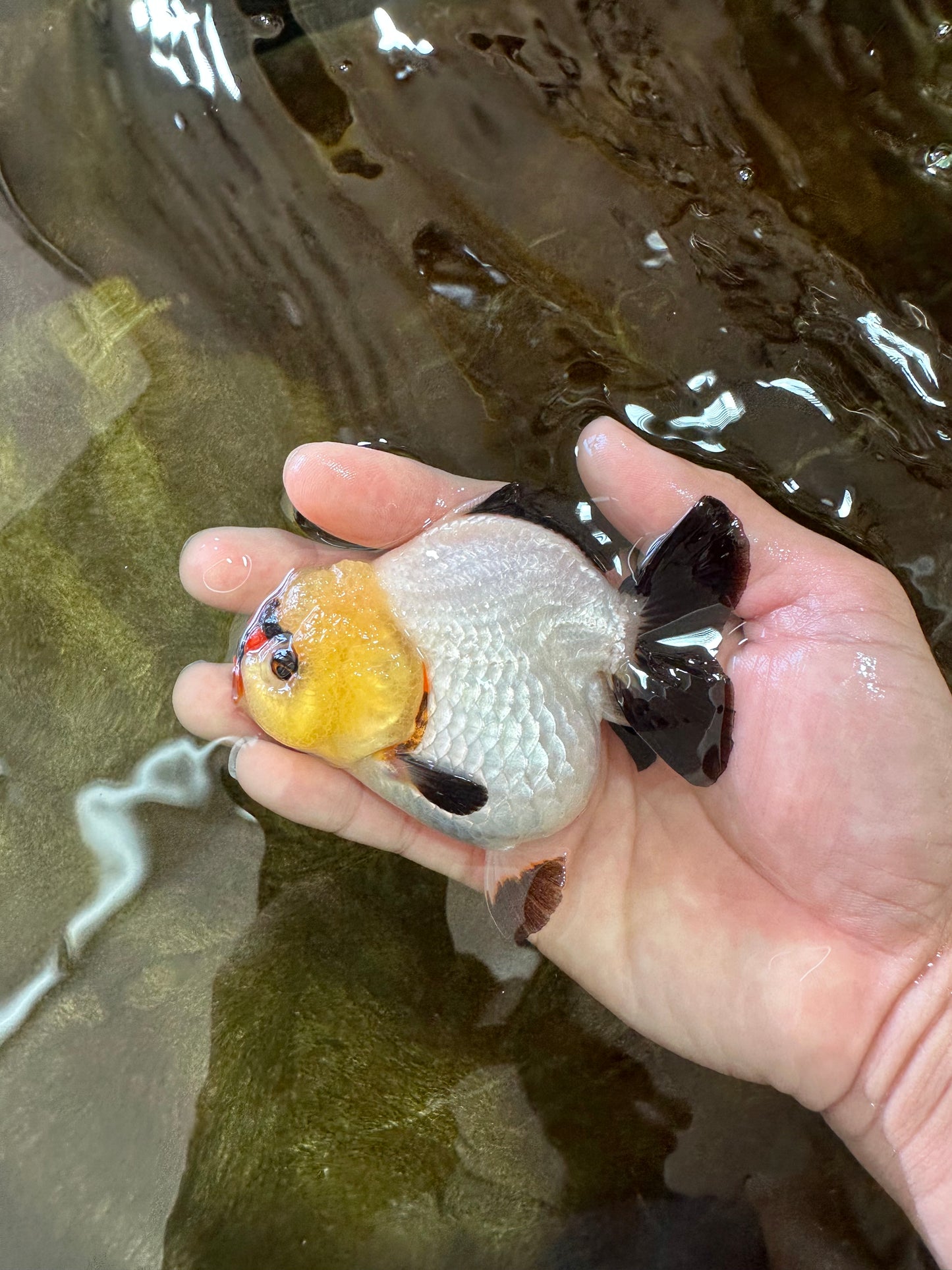 A Grade Pompom Tricolor Button Eyes Yuanbao Female 3.5-4 inches #062725YB_11