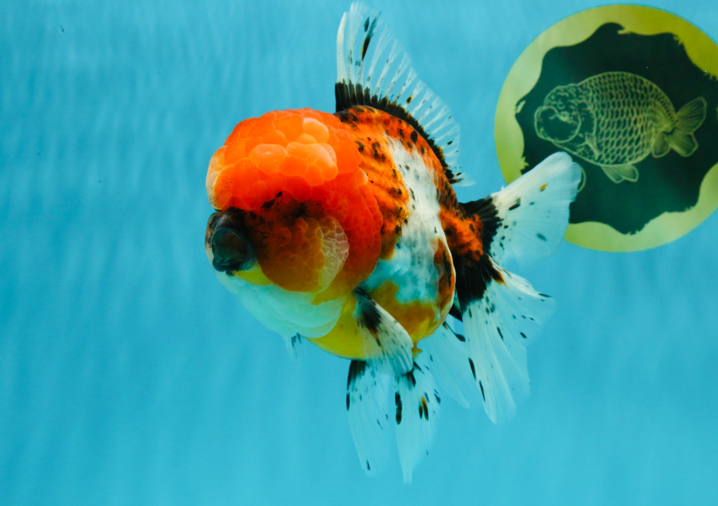 A Grade Calico Oranda Female 6-6.5 inches #022726OR_15