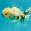 CHONKY A Grade Marble Oranda Male 5.5-6  inches #042426OR_09