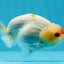 Red White Button Eyes Lionchu Male 3.5 inches #0927LC_08