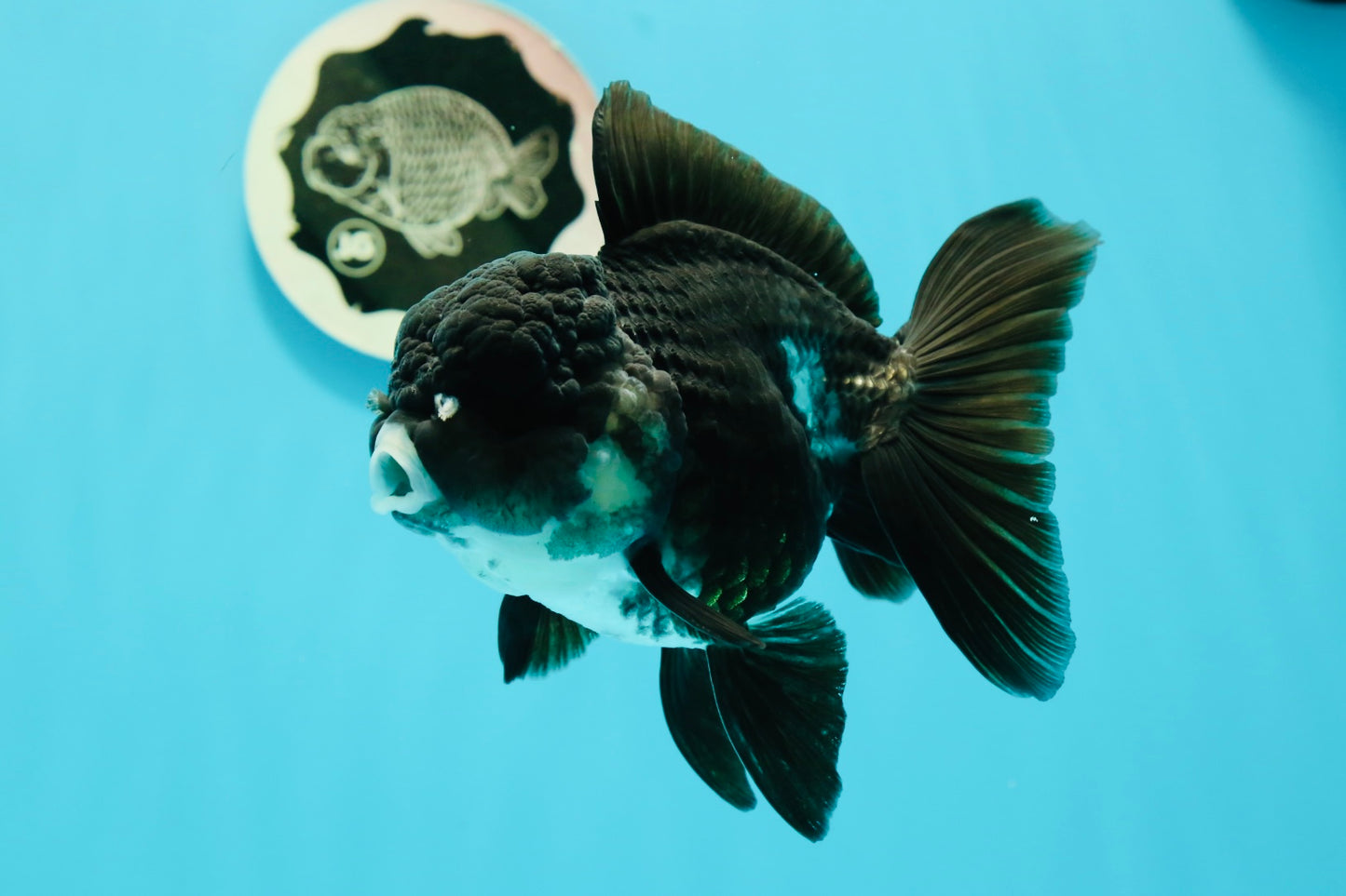 A Grade Bulldog Panda Oranda Male 5-5.5 inches #0524OR_01