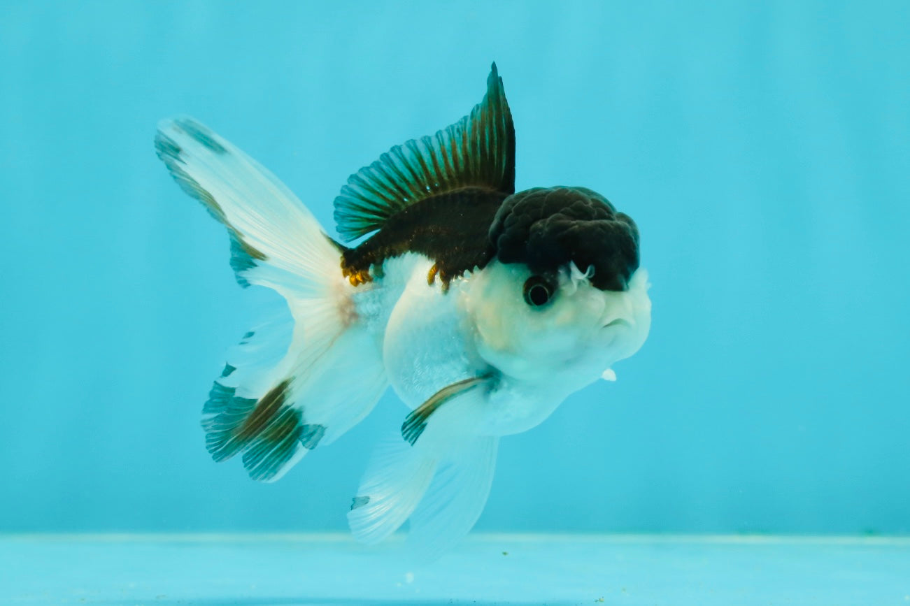 Panda Oranda Male 3.5 inches #1011OR_28