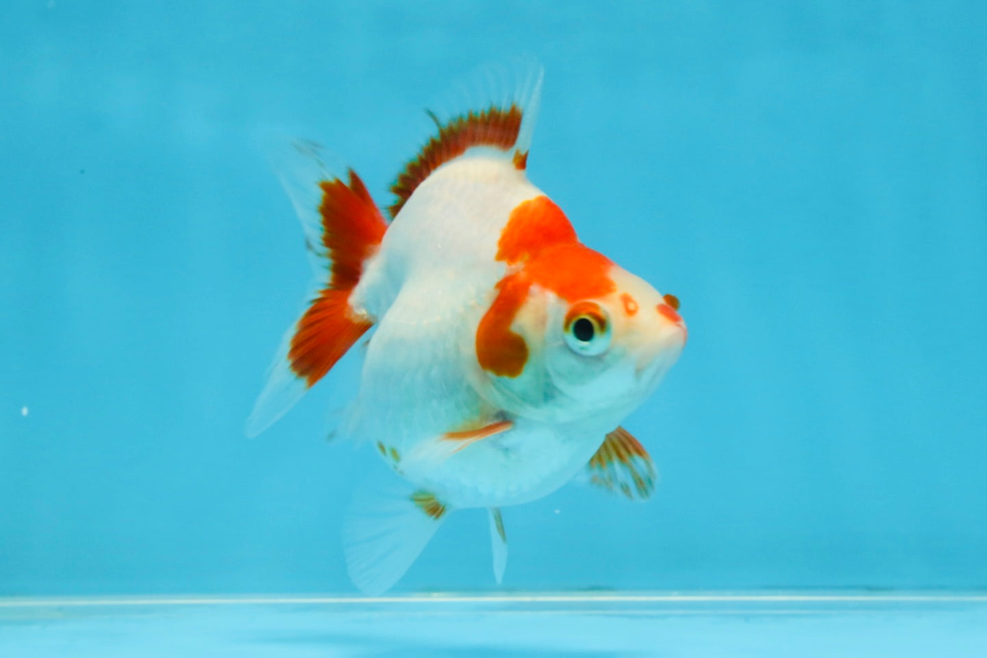 A Grade Red White Ryukin Female 3.5-4 inches #111425RK_04