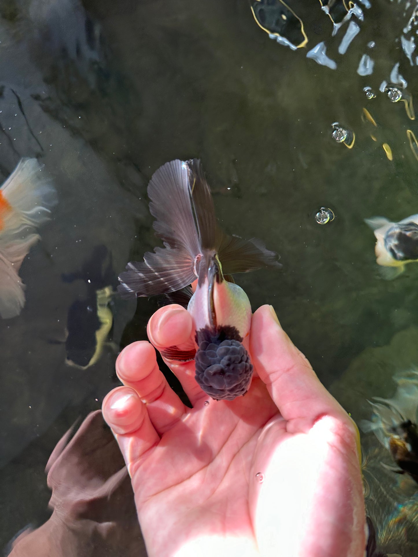 Panda Oranda Male 3.5 inches #102524OR_21