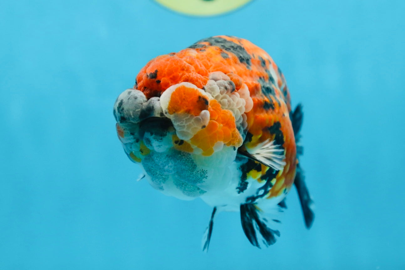 RARE AAA Grade Special Tricolor Tiger LionQueen 5.5 inches #082225LC_01