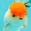 A Grade Chubby Tricolor Red Head Oranda Male 4.5-5 inches #1018OR_21