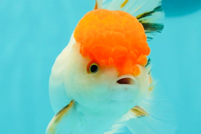 A Grade Chubby Tricolor Red Head Oranda Male 4.5-5 inches #1018OR_21