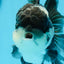 Panda Oranda Macho 4.5-5 pulgadas #0927OR_23