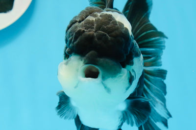 Panda Oranda Male 4.5-5 inches #0927OR_23