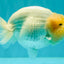 SPECIAL White Buffalo Ranchu Female 5.5 inch #092526RC_21