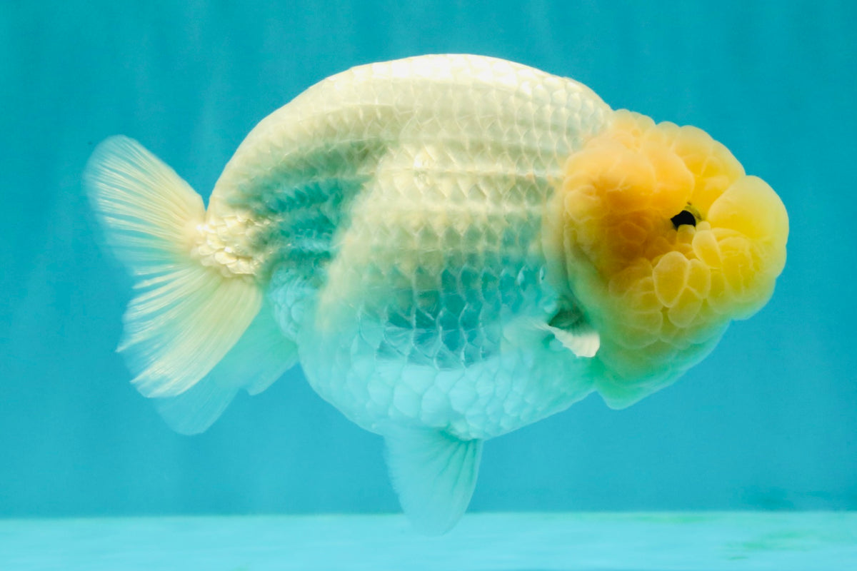 SPECIAL White Buffalo Ranchu Female 5.5 inch #092526RC_21