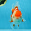 A Grade SUPER CUTE Red White Oranda Female 6 inches #082925OR_10