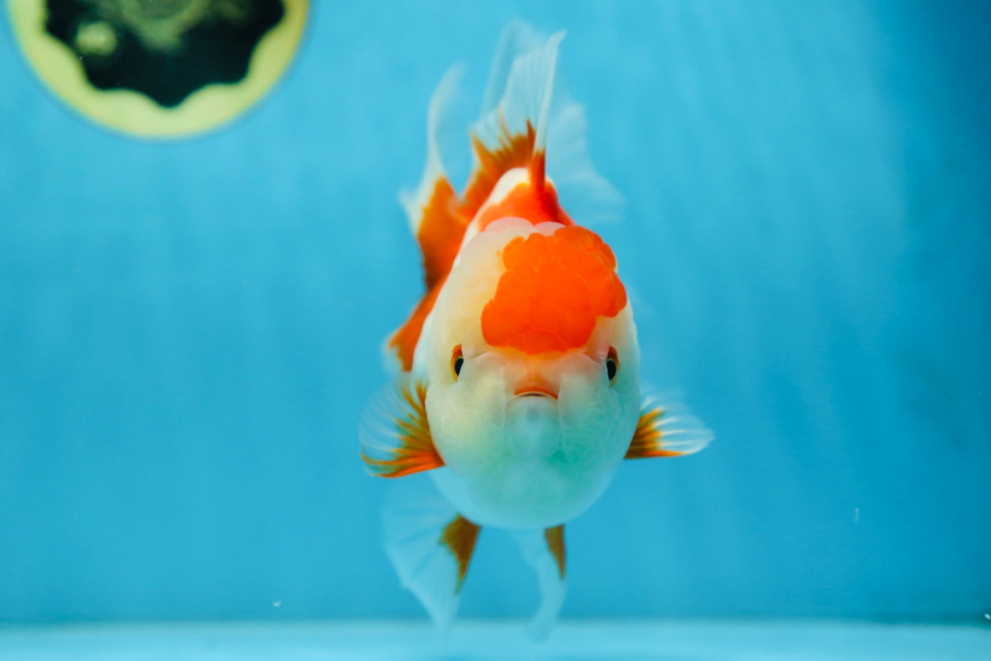A Grade SUPER CUTE Red White Oranda Female 6 inches #082925OR_10