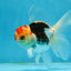 A Grade Young Tricolor Oranda Male 4.5 inches #061325_05