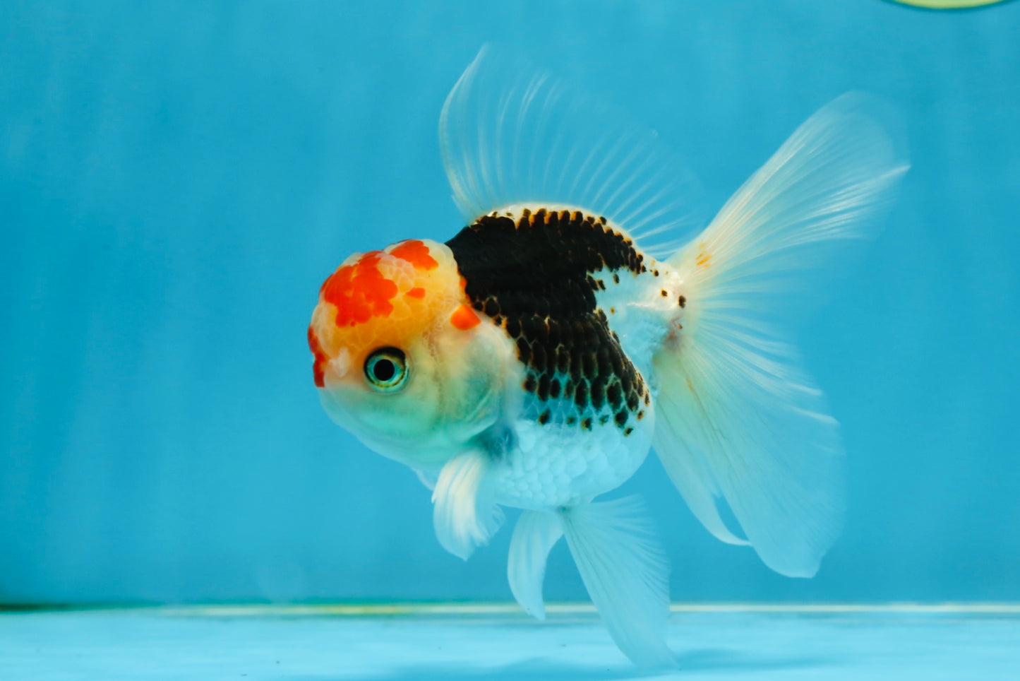 A Grade Young Tricolor Oranda Male 4.5 inches #061325_05