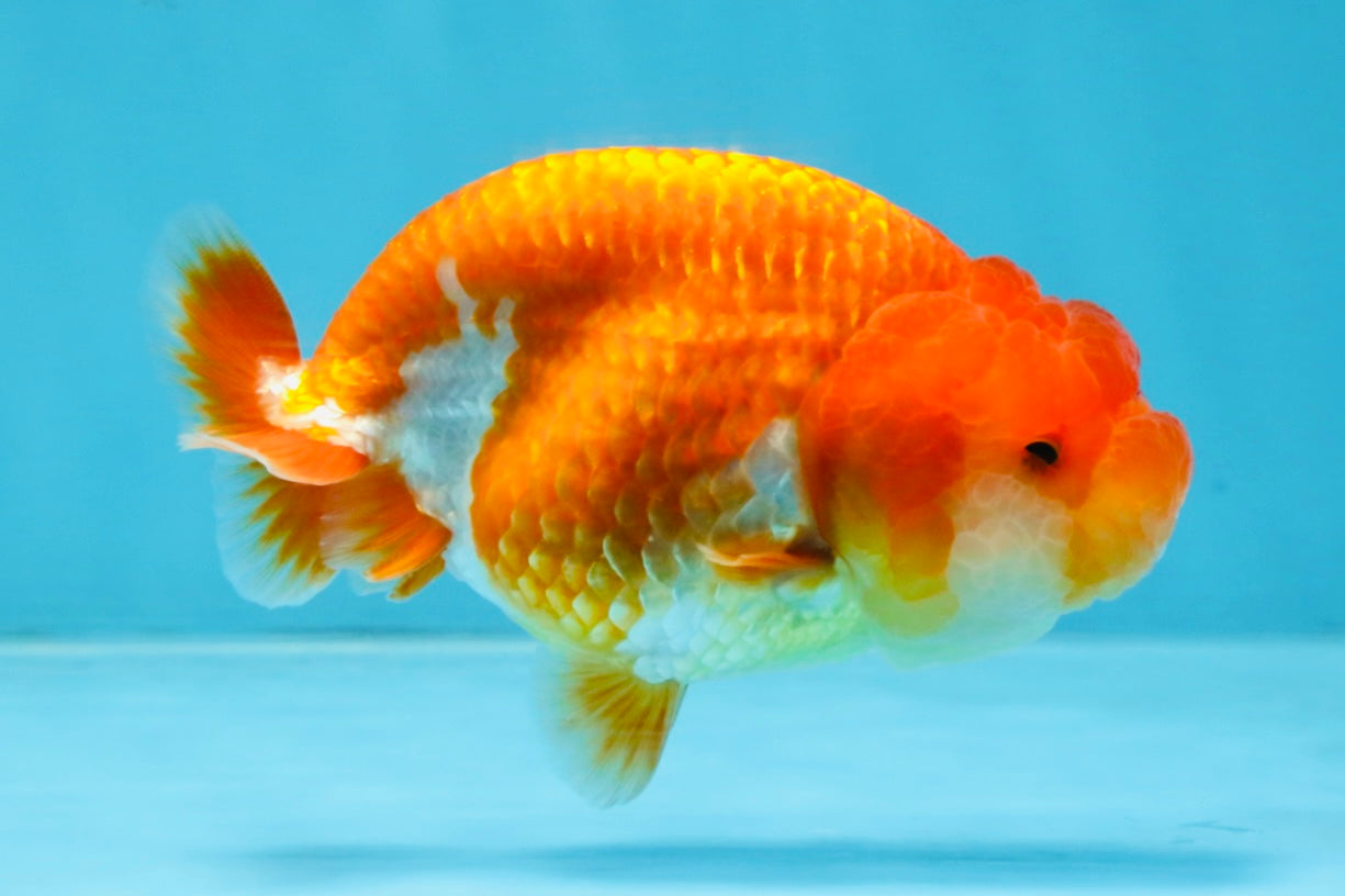 AAA Grade Red White LionQueen 4 inches #103125LC_29