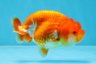 AAA Grade Red White LionQueen 4 inches #103125LC_29