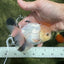 A Grade White Panda Oranda Male 4.5 inches #111524OR_25