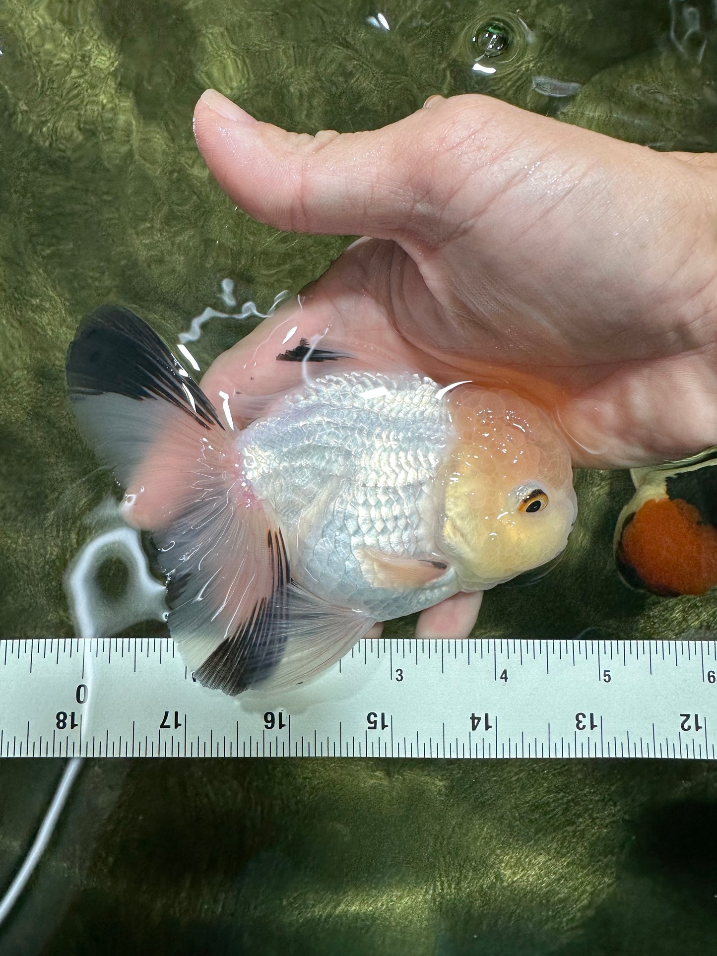 A Grade White Panda Oranda Male 4.5 inches #111524OR_25