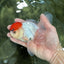 A Grade Tricolor Oranda Male 5 inches #060625OR_27