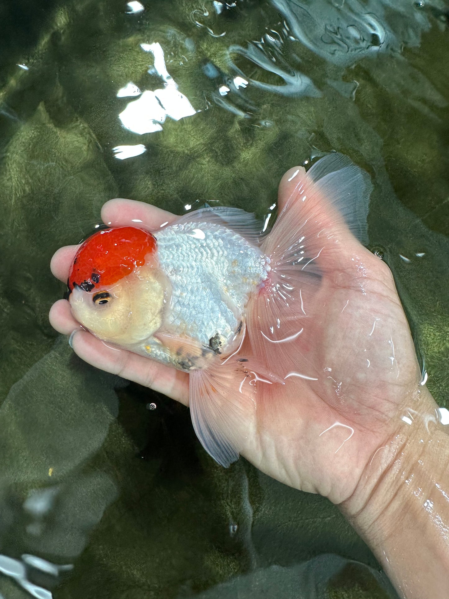 A Grade Tricolor Oranda Male 5 inches #060625OR_27