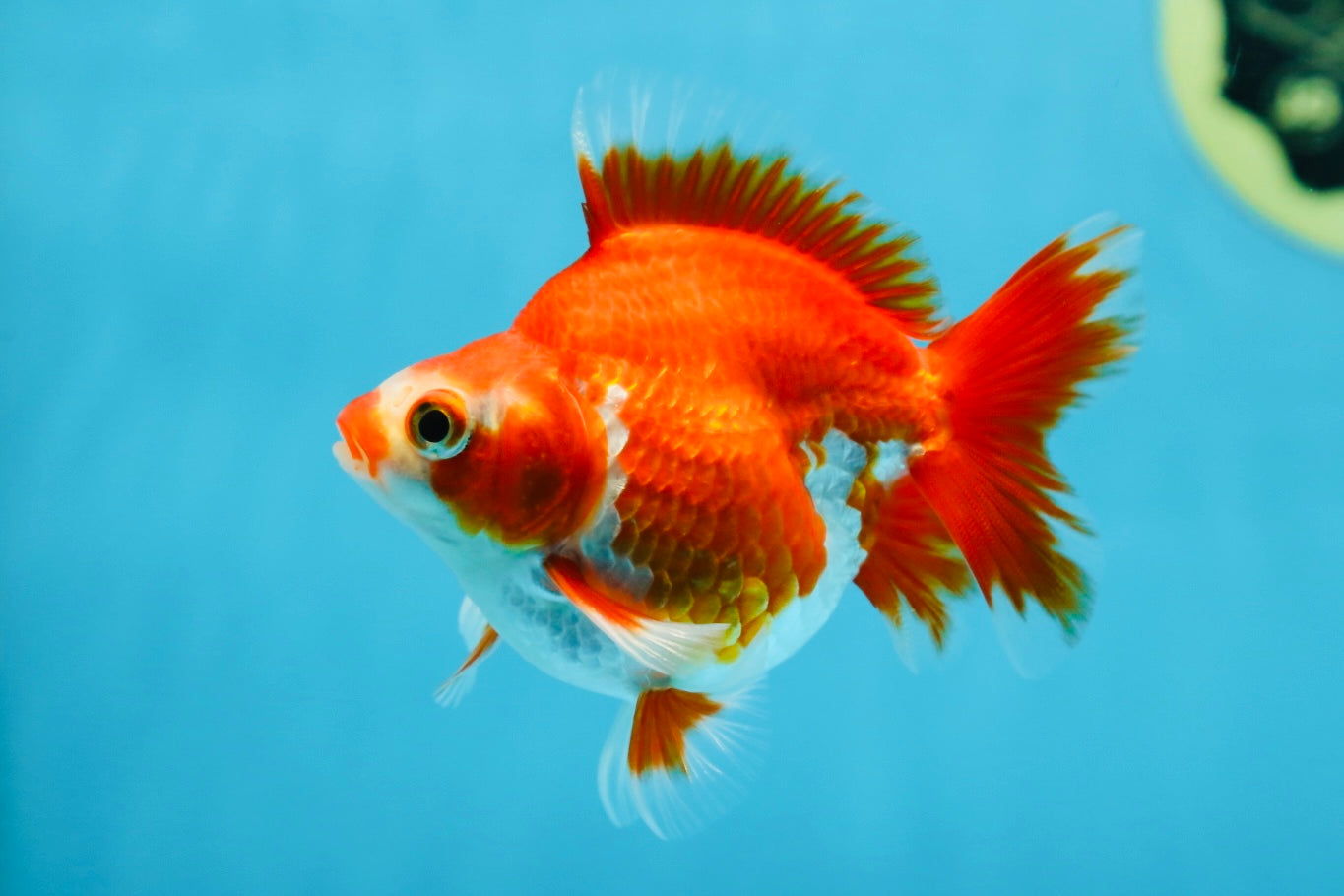 POCKET AAA Grade Small Red White Ryukin Female 3.5-4 inches #082225RK_26