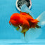 A Grade Cherry Sakura Oranda Mâle 6 pouces #0726OR_06