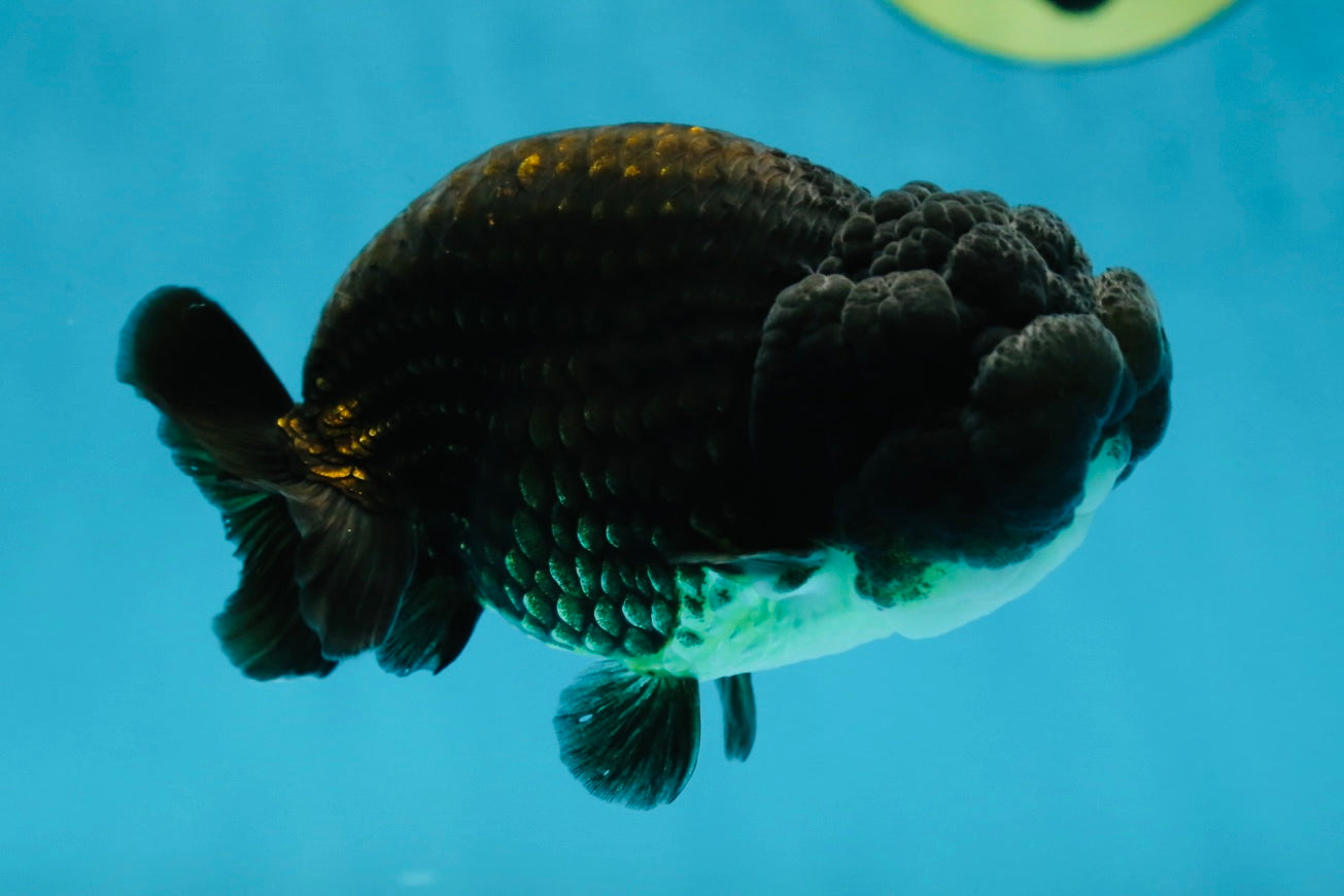 A Grade Black LionKing 4.5 inches #052325LC_19