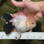 Panda Oranda Female 5 inches #120624OR_12