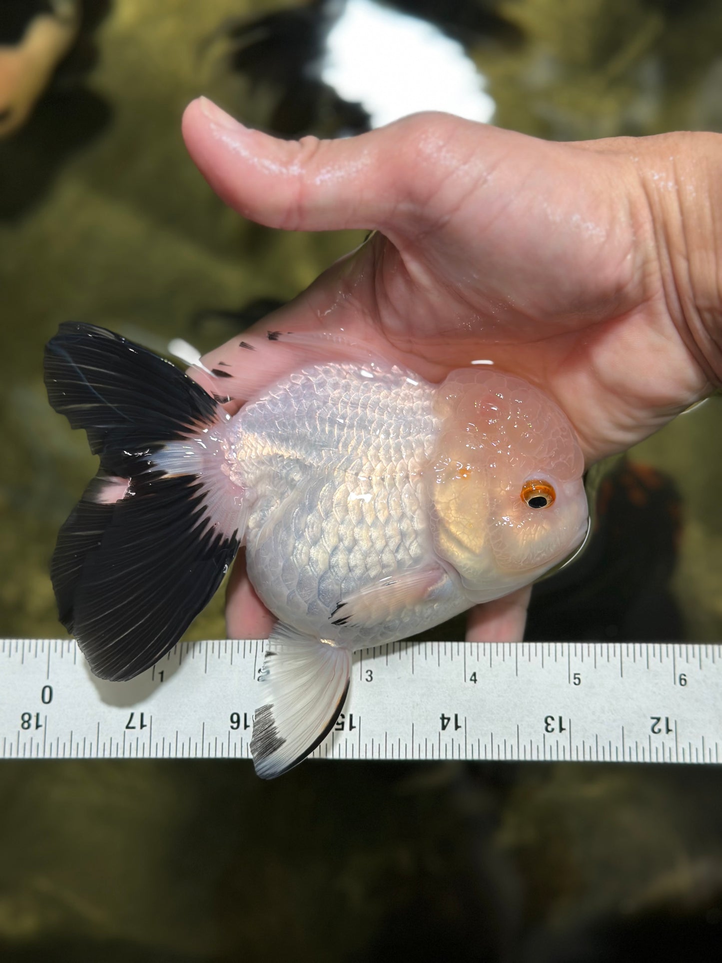 Panda Oranda Female 5 inches #120624OR_12