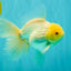 A Grade White Oranda Male 6-6.5 inches #100926OR_20