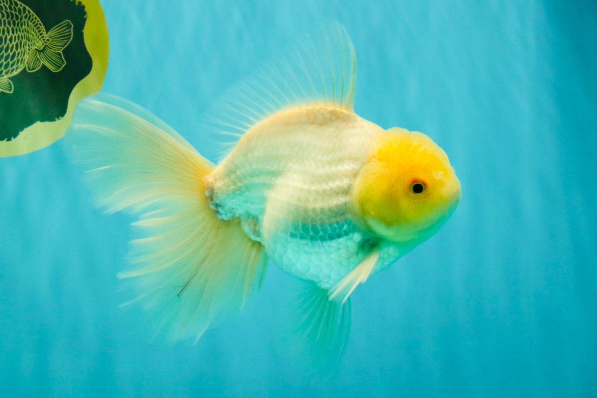A Grade White Oranda Male 6-6.5 inches #100926OR_20