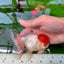 A Grade Red Cap Oranda Male 4.5 inches #0913OR_05