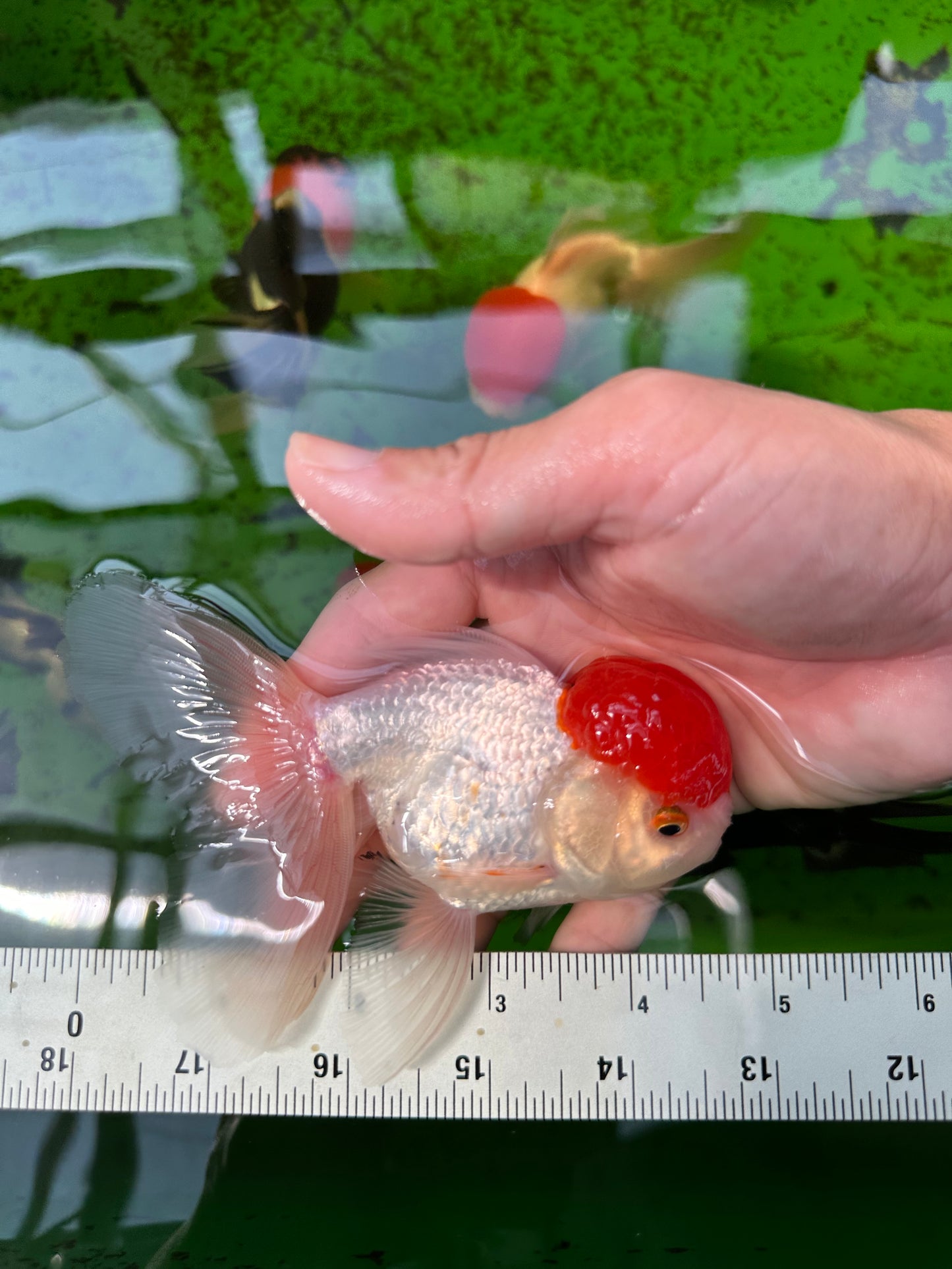 Oranda macho de gorra roja de grado A de 4,5 pulgadas n.º 0913OR_05